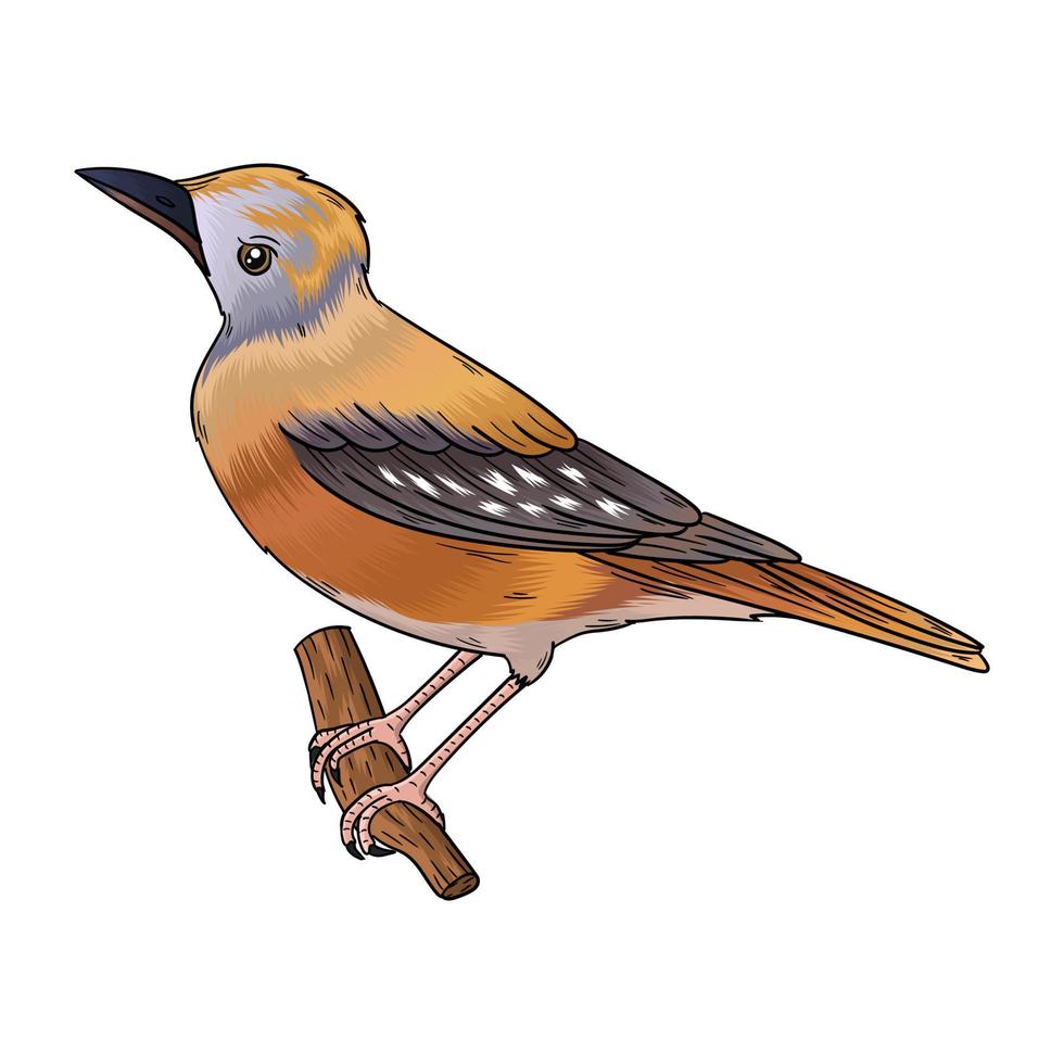 vector anijs sandelhout vogel, deze vogel heeft een mooi stem