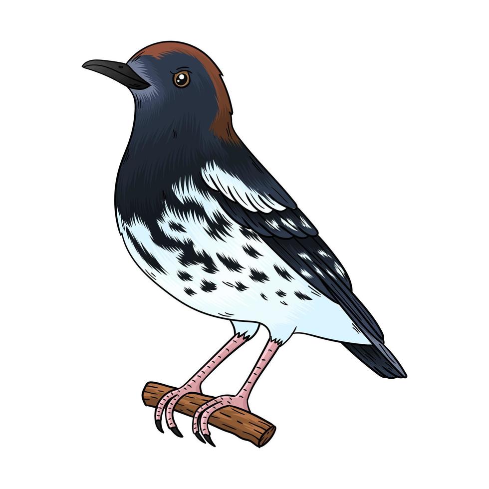 vector anijs bloem vogel, deze vogel heeft een mooi stem