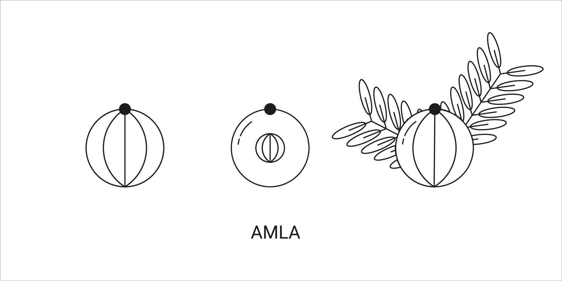 amla exotisch fruit icoon element voor web vector