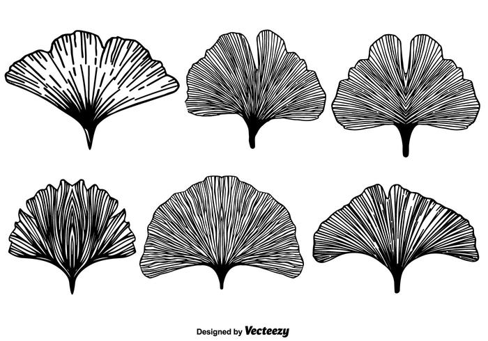 Vector Gingkos-collectie