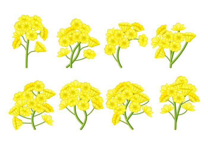 Canola bloem Vector Set