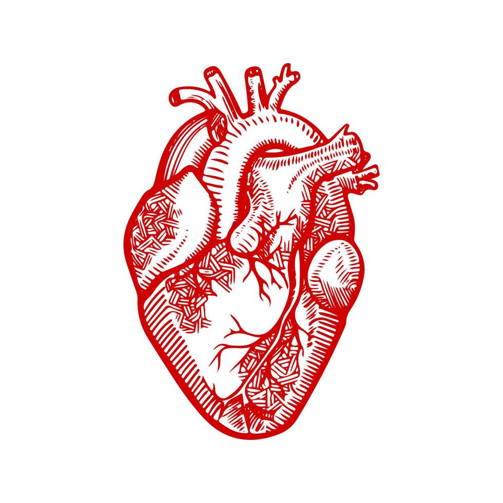 hart anatomie. geschetst menselijk hart. gedetailleerd tekening van een medisch hart. vector