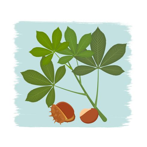 Buckeye vectorillustratie vector