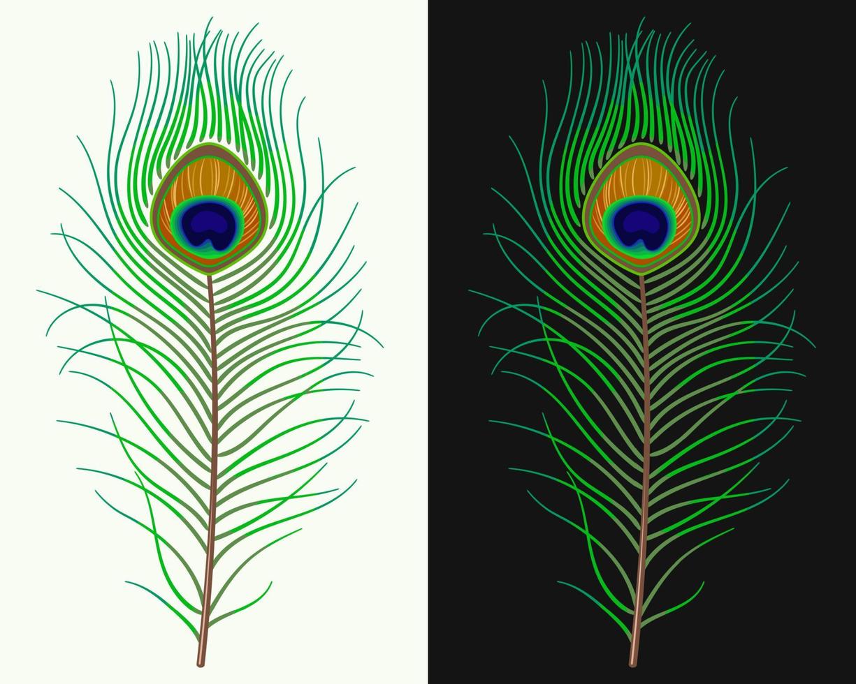 Pauw veer Aan zwart, wit achtergrond. pluizig groen veer van pauw staart. ontwerp element voor carnaval, tonen enz vector