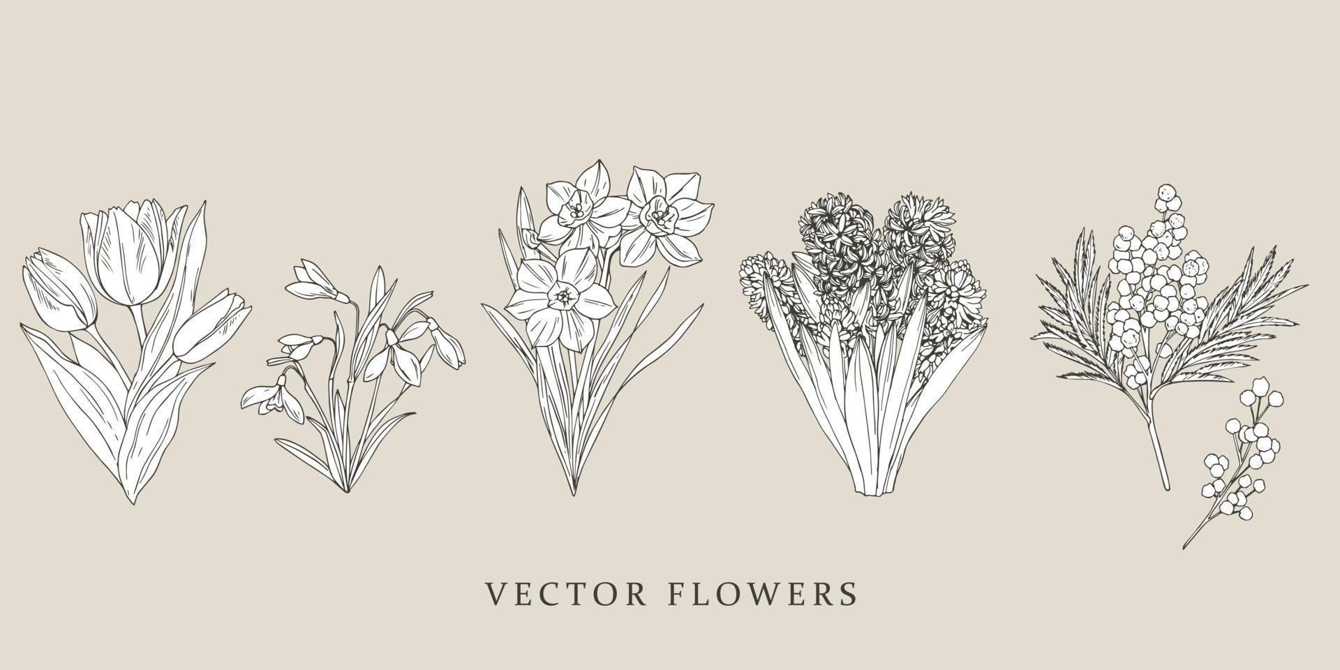 tulpen, sneeuwklokjes, narcissen, hyacinten, acacia dealbata. wijnoogst illustraties reeks met wijnoogst bloemen. vector ontwerp. geïsoleerd wit achtergrond. bruiloft bloemen decoratie. voorjaar decoratie.