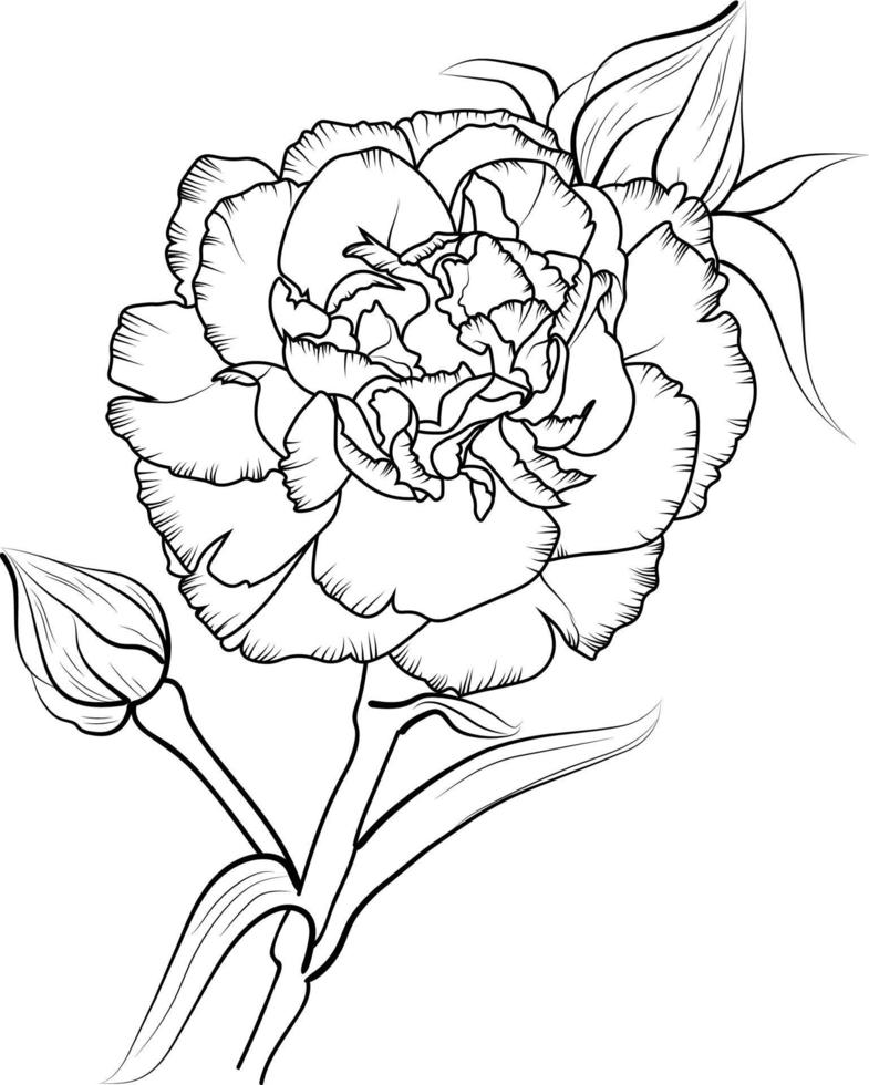 mooi botanisch bloemen patroon illustratie voor kleur boek of pagina, anjer bloem, dianthus-caryophyllus, r schetsen kunst hand- getrokken boeket van bloemen geïsoleerd Aan wit achtergrond vector