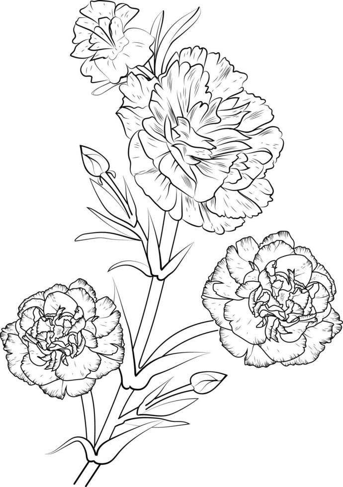 geïsoleerd anjer bloem hand- getrokken vector schetsen illustratie, botanisch verzameling Afdeling van blad bloemknoppen natuurlijk verzameling kleur bladzijde bloemen boeketten gegraveerde inkt kunst.