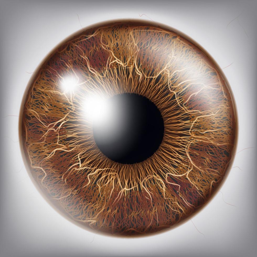 menselijk oog iris vector. 3d realistisch oogbol illustratie vector