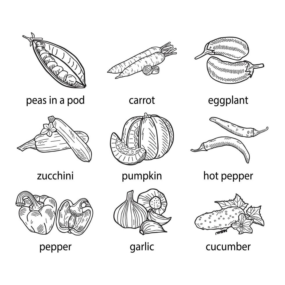 handgetekende vectorillustratie van een reeks groenten. vector