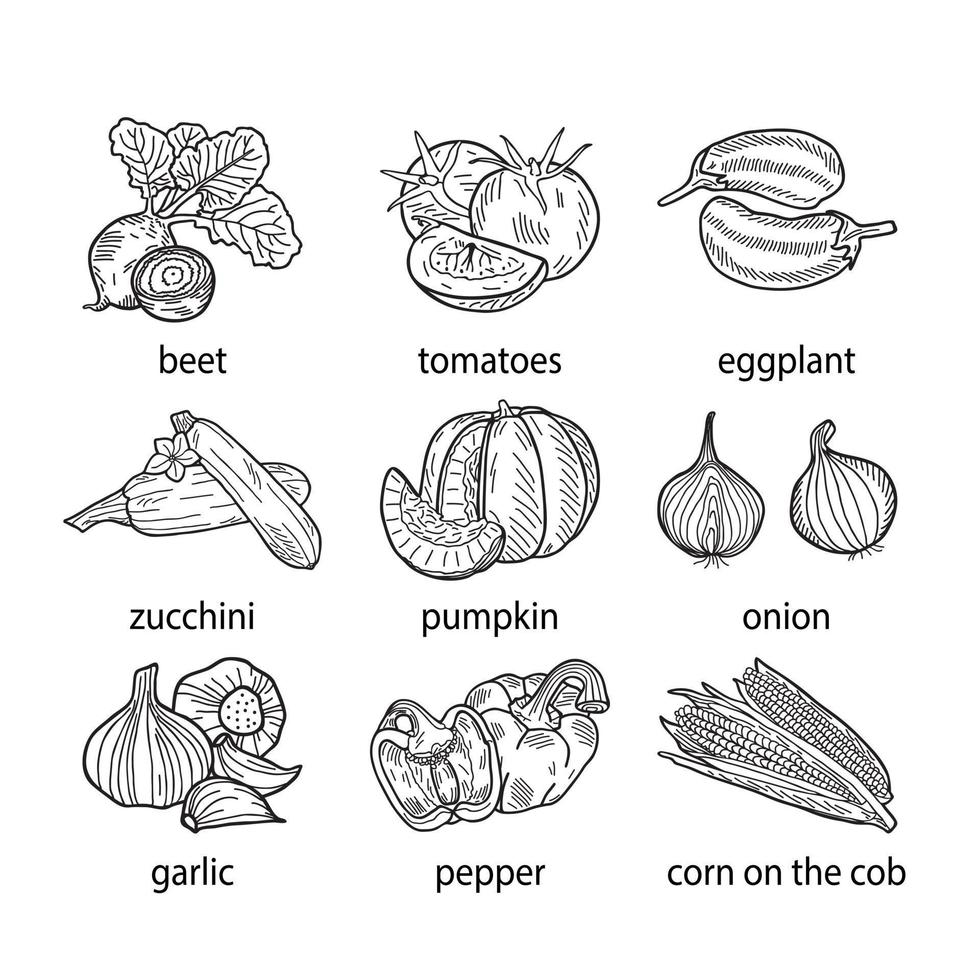 handgetekende vectorillustratie van een reeks groenten. vector