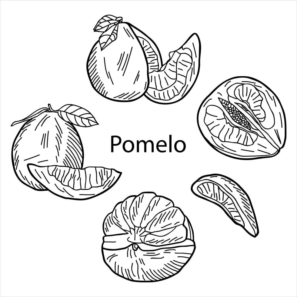 een set van hele pomelo, gesneden pomelo, helften, wiggen en blad. vector