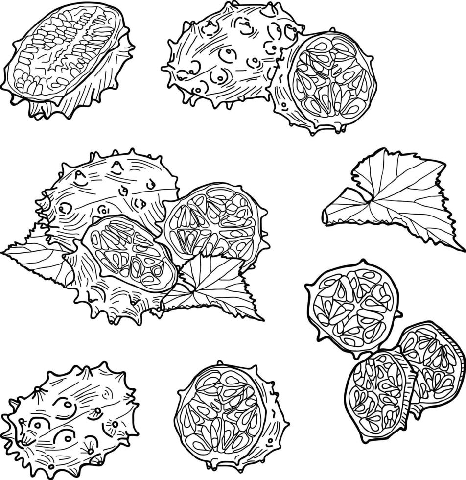 kiwano foetus samenstelling. geheel, snee, helften, plakjes en bladeren vector