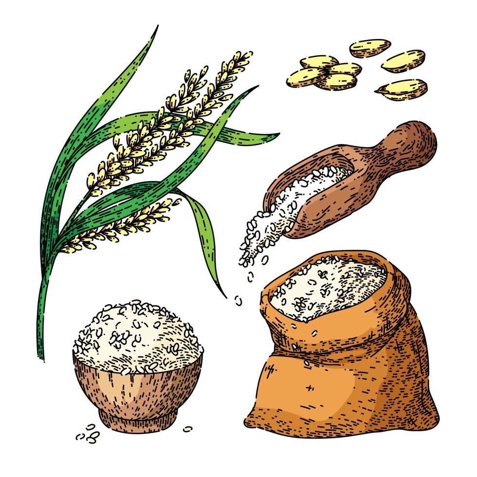 rijst- graan reeks schetsen hand- getrokken vector