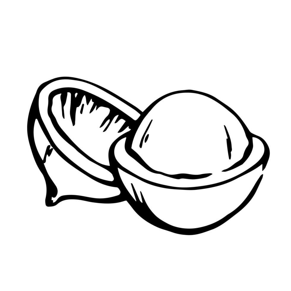 macadamia noot, zaad en notedop, noot kernel monochroom schets tekening. vector zwart en wit illustratie.