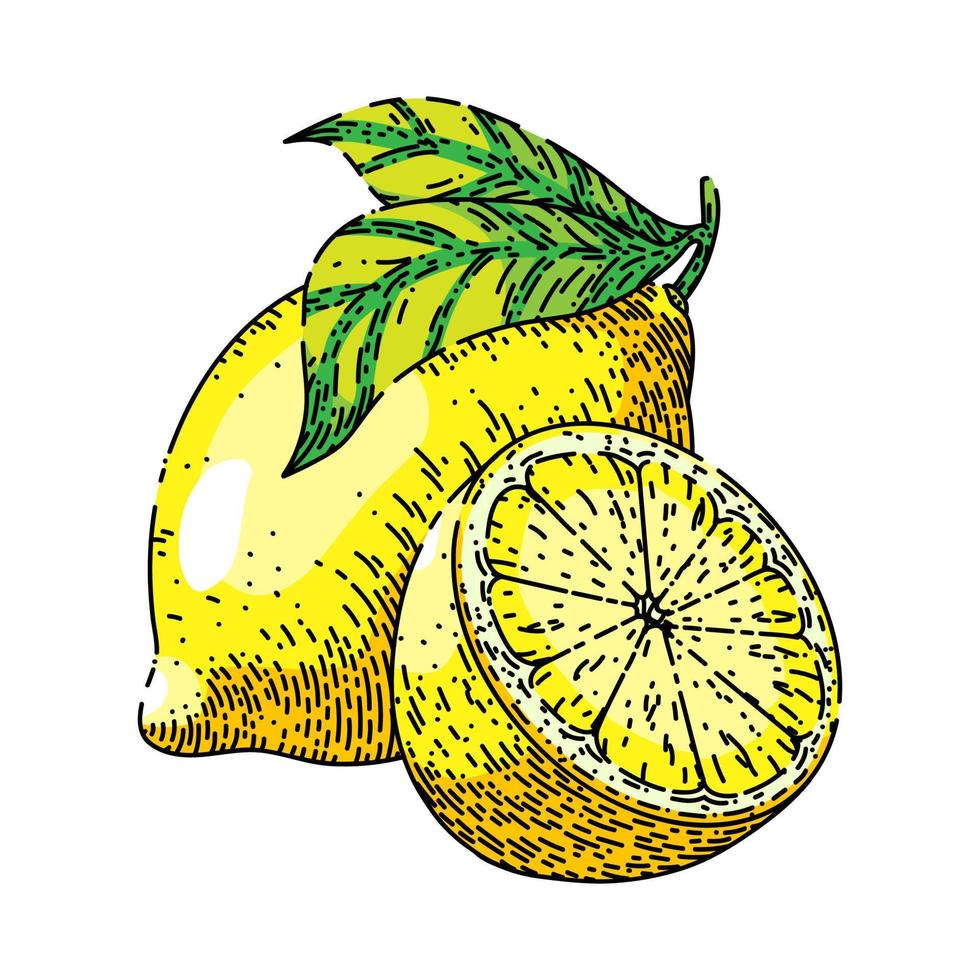 citroen fruit besnoeiing schetsen hand- getrokken vector