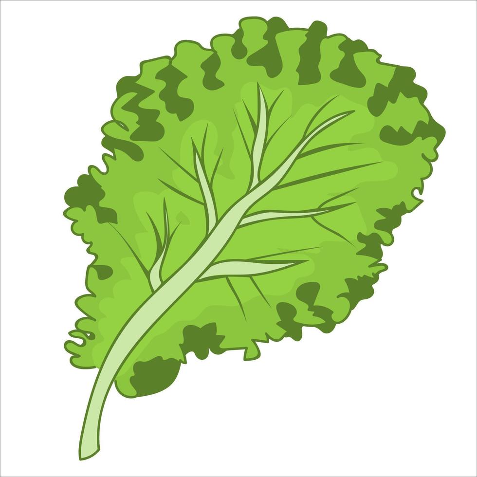 sla blad. groen salade. vers en gezond voedsel vector