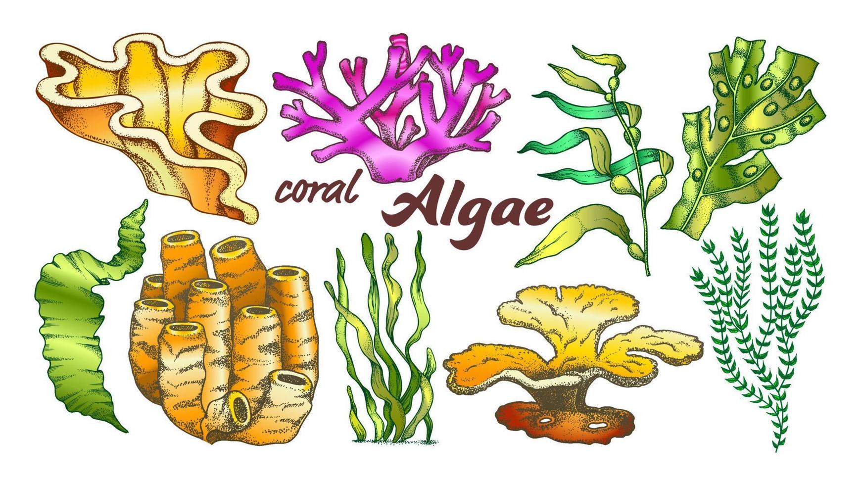 verzameling algen zeewier koraal reeks wijnoogst vector