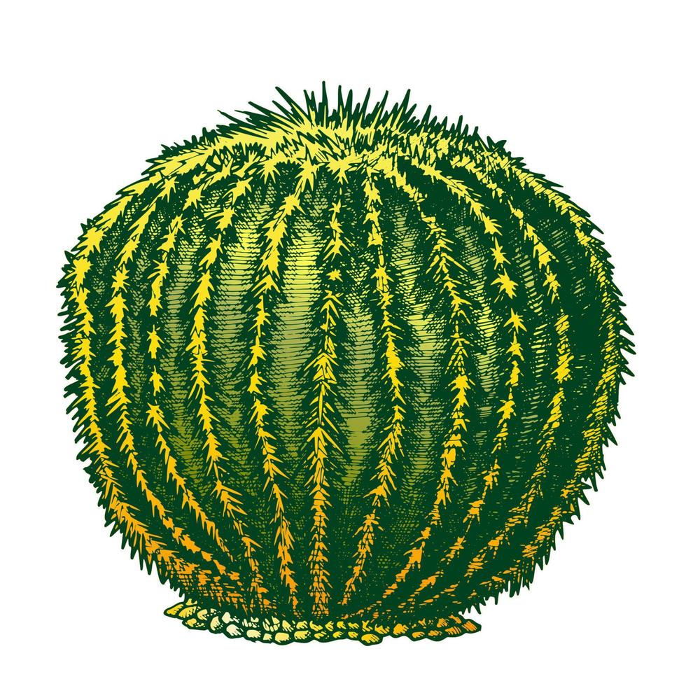 kleur ronde woestijn fabriek cactus inkt hand- getrokken vector