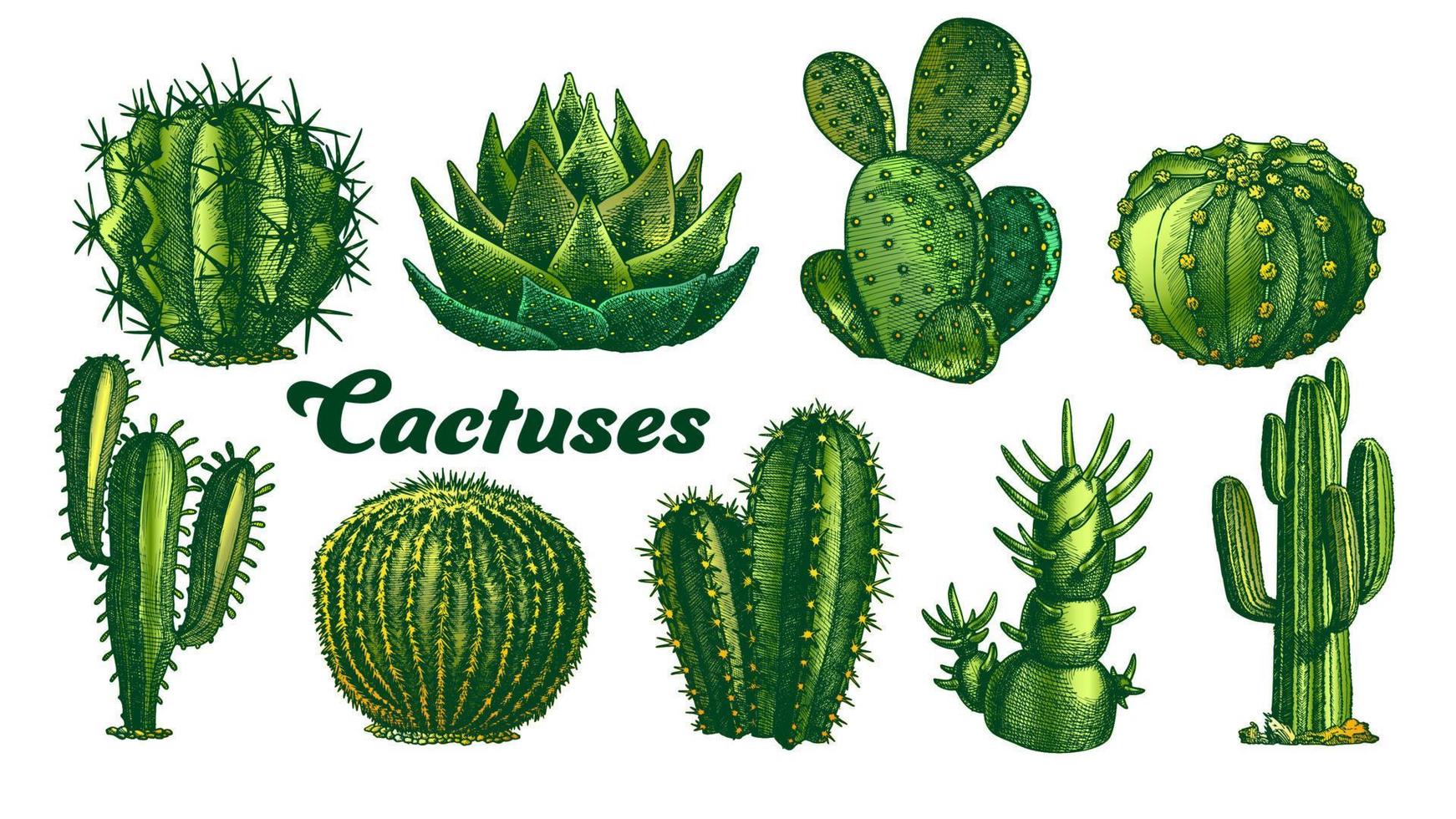 kleur woestijn planten cactus reeks wijnoogst vector