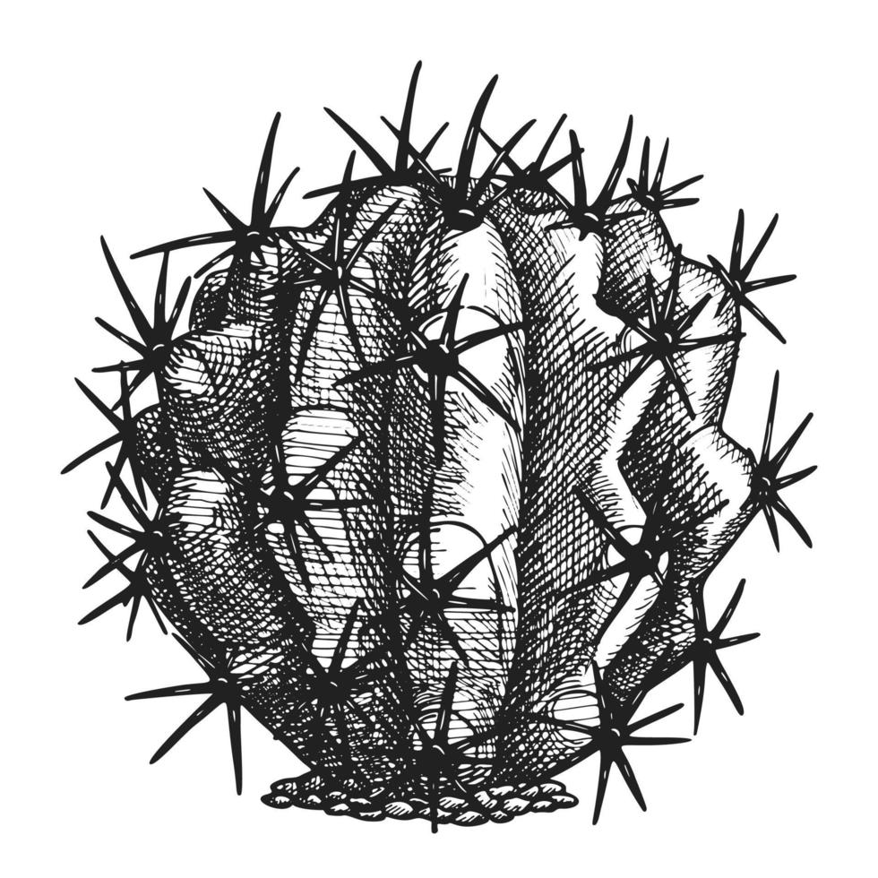 ferocactus mierenegel vat cactus wijnoogst vector