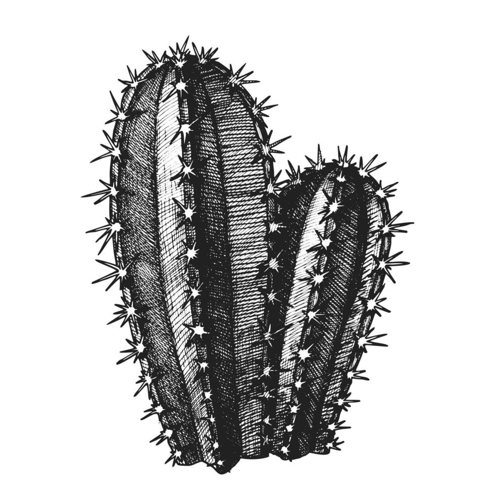 cereus hildmannianus cactus hand- getrokken vector