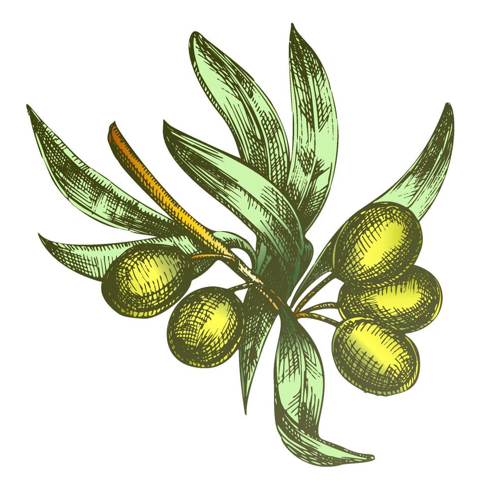 kleur agrarisch olijf- boom Afdeling monochroom vector