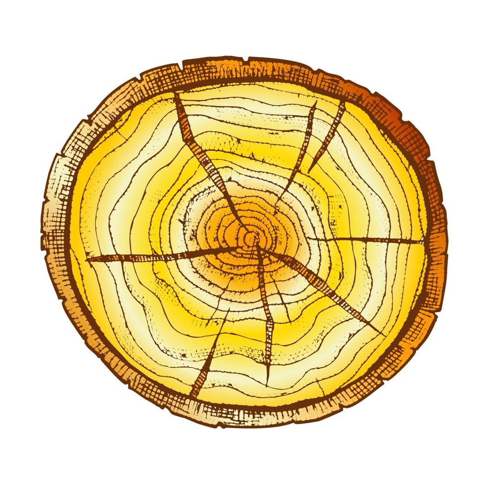 kleur ronde houten kruis sectie met boom ringen vector