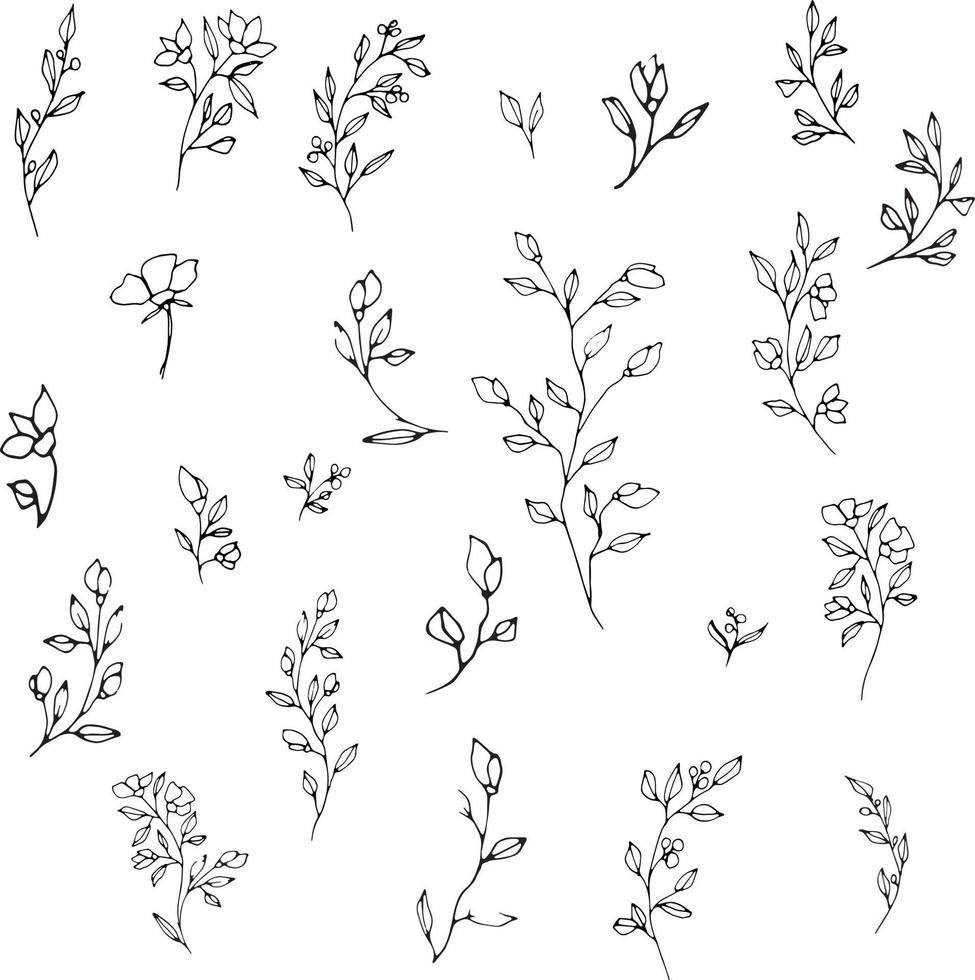 grafisch hand- tekening vector fabriek takken met bloemknoppen en bessen. vector elementen voor bruiloft ontwerp, logo ontwerp, verpakking en andere ideeën