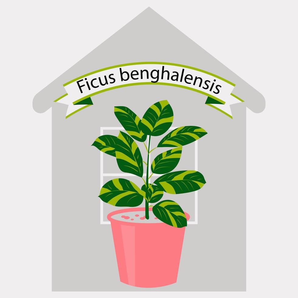 ficus fabriek in een roze pot tegen de schets van de huis. decoratief fabriek voor huis interieur of kantoor. vlak stijl vector illustratie. kamer bloem.