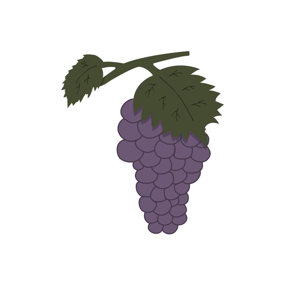 takje van druiven Aan een wit achtergrond kleurrijk vector