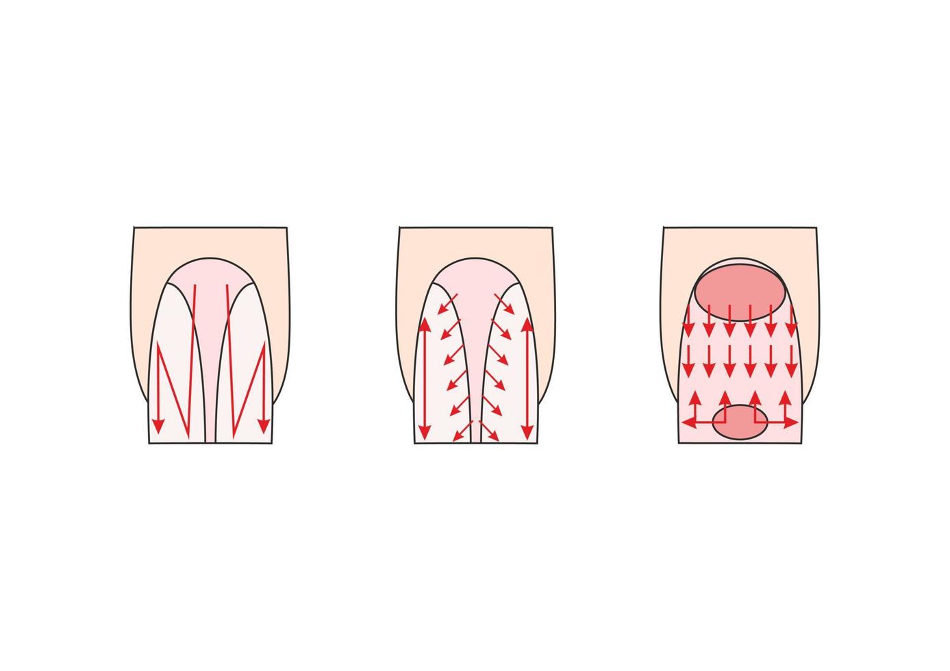 manicure instructie. nagels vector illustraties. dame vingers.