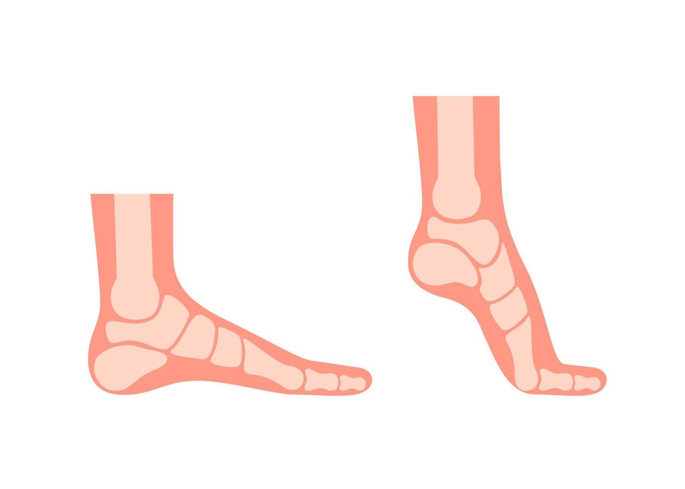 silhouet menselijk voet met botten, orthopedische been, gezond voeten. vol voet en op zijn tenen. voet normaal, vlak voet. supinatie en pronatie. vector illustratie