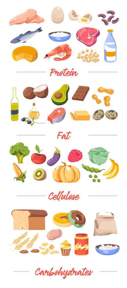 voedsel door type, eiwitten en dik, cellulose vector
