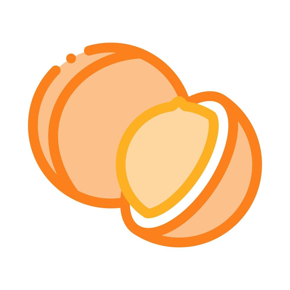 macadamia noot icoon vector schets illustratie
