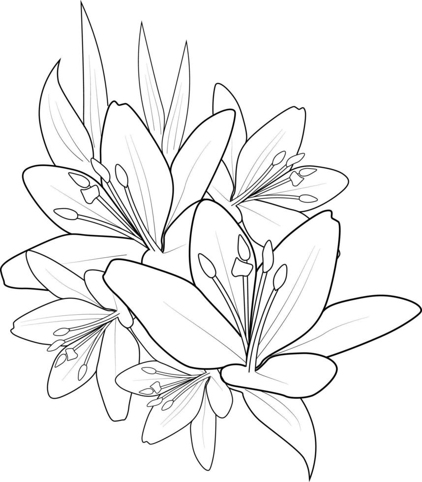 boeket van frangipani bloem hand- getrokken potlood schetsen, kleur bladzijde, en boek voor volwassenen geïsoleerd Aan wit achtergrond bloemen element tatoeëren, illustratie inkt kunst, bloesem lilium voorjaar verzamelen. vector