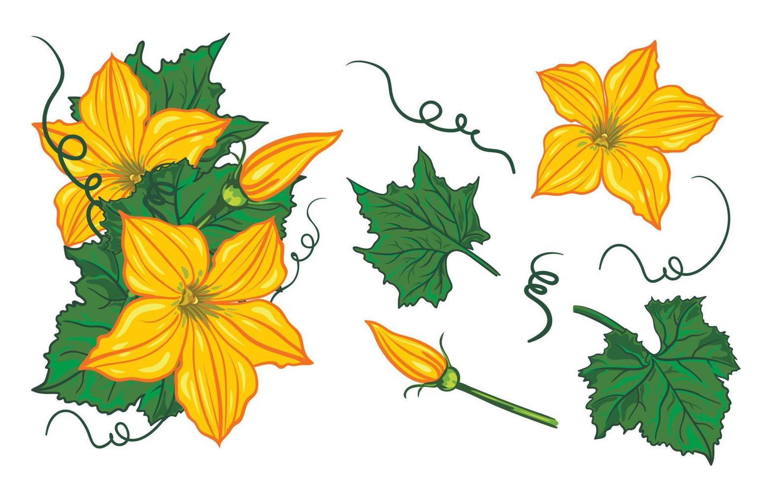 reeks van bloemen, bladeren, bloemknoppen en wervelingen van pompoen, komkommer en courgette Aan een wit achtergrond. herfst samenstelling. gedetailleerd botanisch tekening. vector