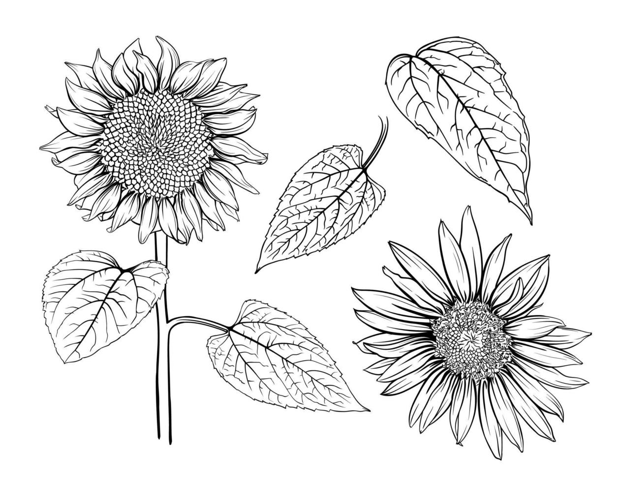 hand- getrokken monochroom zonnebloemen. zonnebloem schets, zonnebloem lijn kunst, bloemen lijn tekening, zwart en wit zonnebloemen vector illustratie