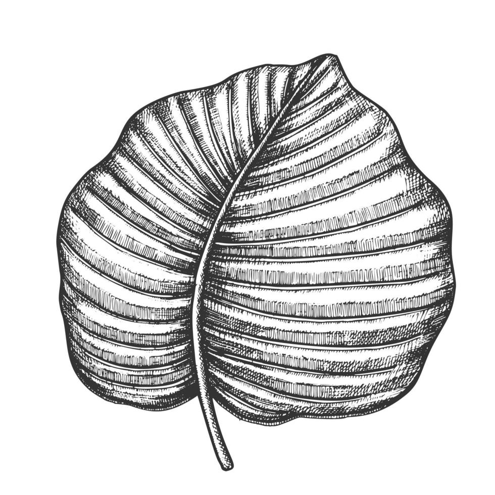 anthurium regale tropisch blad hand- getrokken vector