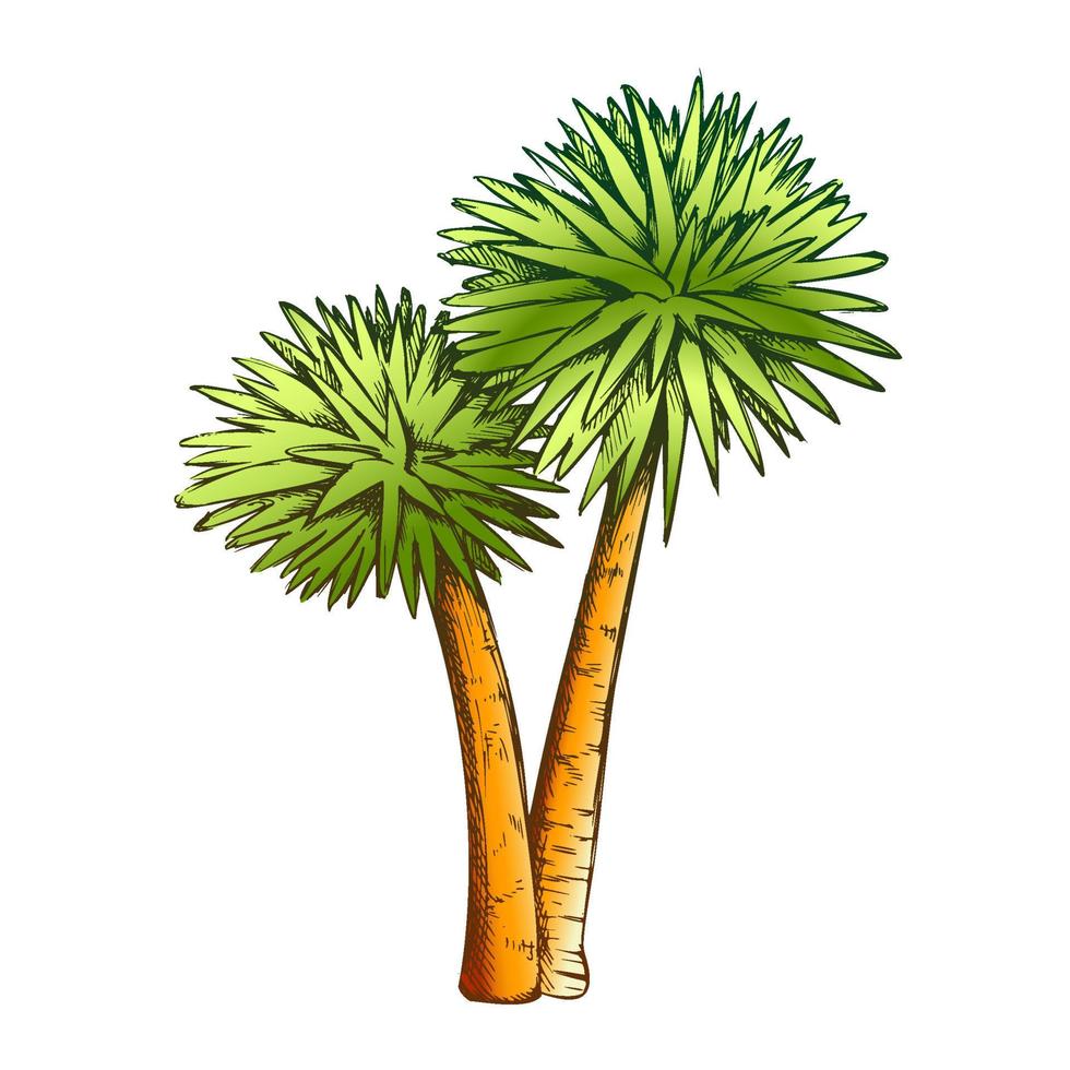 sabal palm exotisch tropisch bomen kleur vector