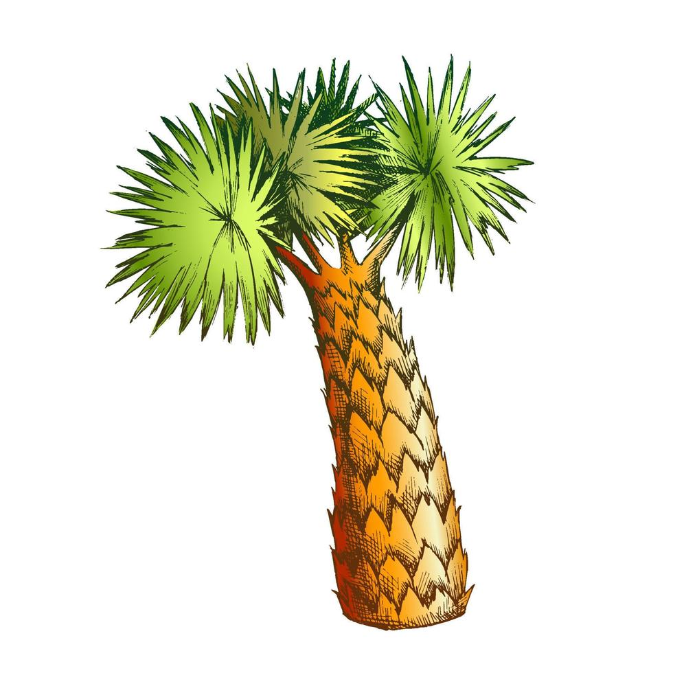 palm bladeren boom hoog romp kleur vector