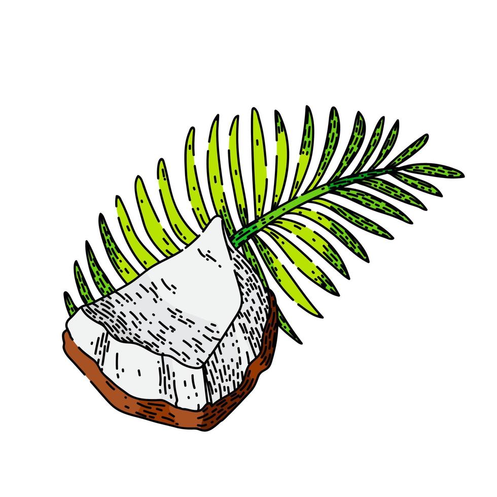 kokosnoot fruit schetsen hand- getrokken vector