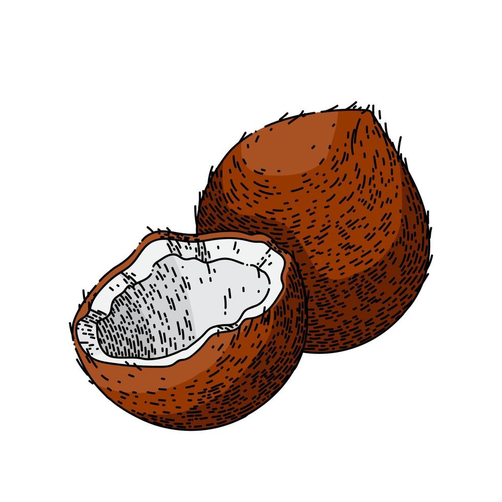 kokosnoot besnoeiing schetsen hand- getrokken vector