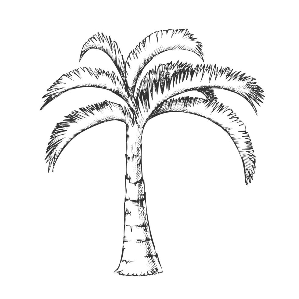 palm Jamaicaans kokosnoot tropisch boom inkt vector