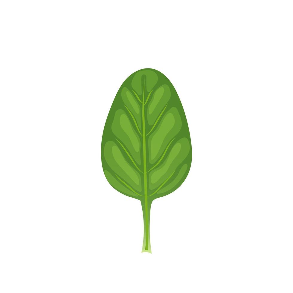 spinazie blad groen tekenfilm vector illustratie