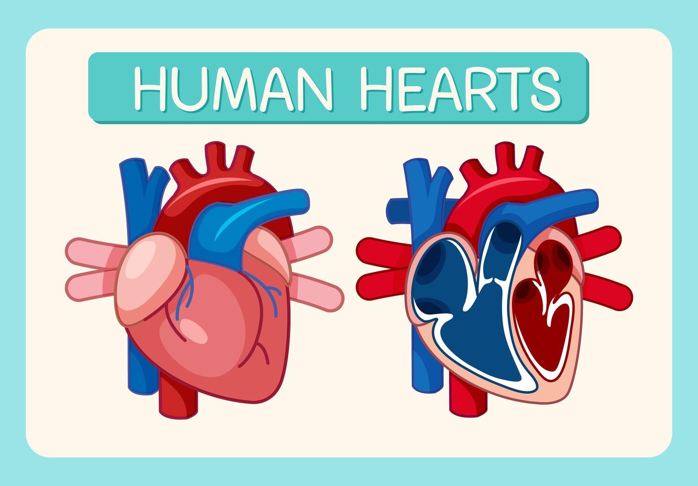 informatie poster van menselijk hart diagram vector