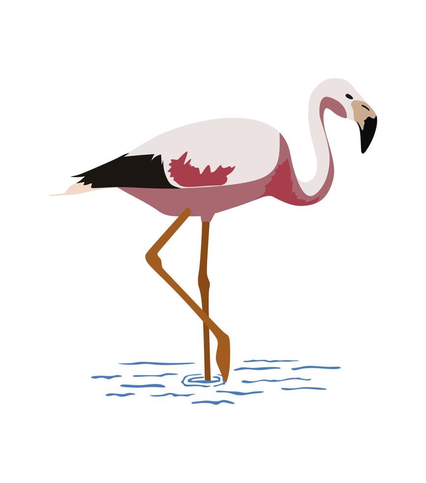 flamingo Aan wit achtergrond. licht roze kleuren. vector