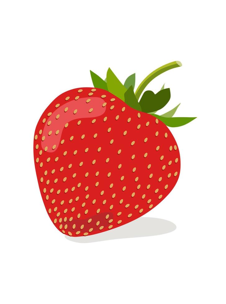 hand- getrokken aardbei fruit illustratie. vector