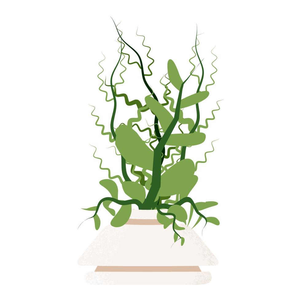 groen ingemaakt kamerplant geïsoleerd Aan wit achtergrond. vector