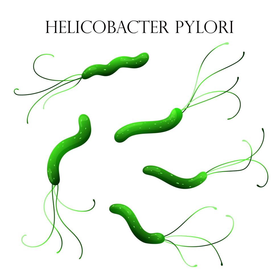 helicobacter pylori bacteriën. vector illustratie, tekenfilm stijl, wit achtergrond