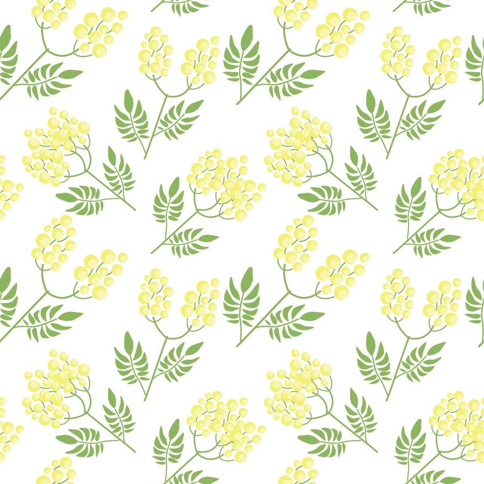 botanisch naadloos patroon met geel mimosa bloemen en bladeren Aan wit achtergrond. backdrop met elegant bloeiend planten. natuurlijk vector illustratie voor textiel afdrukken, behang, omhulsel papier.